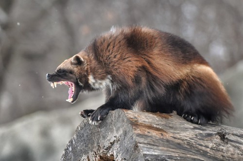 Dyatlov Pass: Wolverine theory