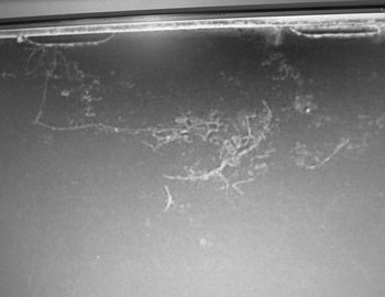 Photo 9 taken against a background of snow with form of demonic manifestation ressembling Chicken